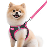 Harnais Rabbitgoo pour chien petit, noir et rose, respirant et confortable.