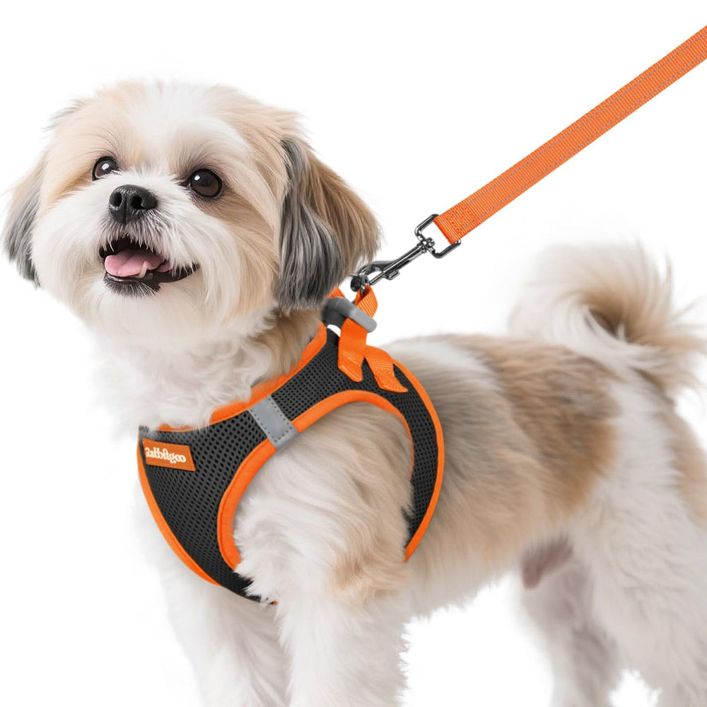 Harnais rabbitgoo petit chien step-in respirant pour promenades quotidiennes.