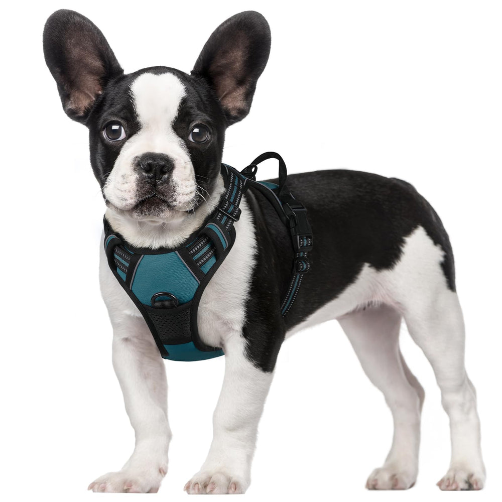 Harnais Rabbitgoo sans tirage en bleu corail pour chien, confort et sécurité.