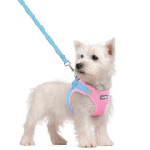 Harnais Rabbitgoo pour petit chien bleu et rose, enfilage rapide pour promenades quotidiennes.