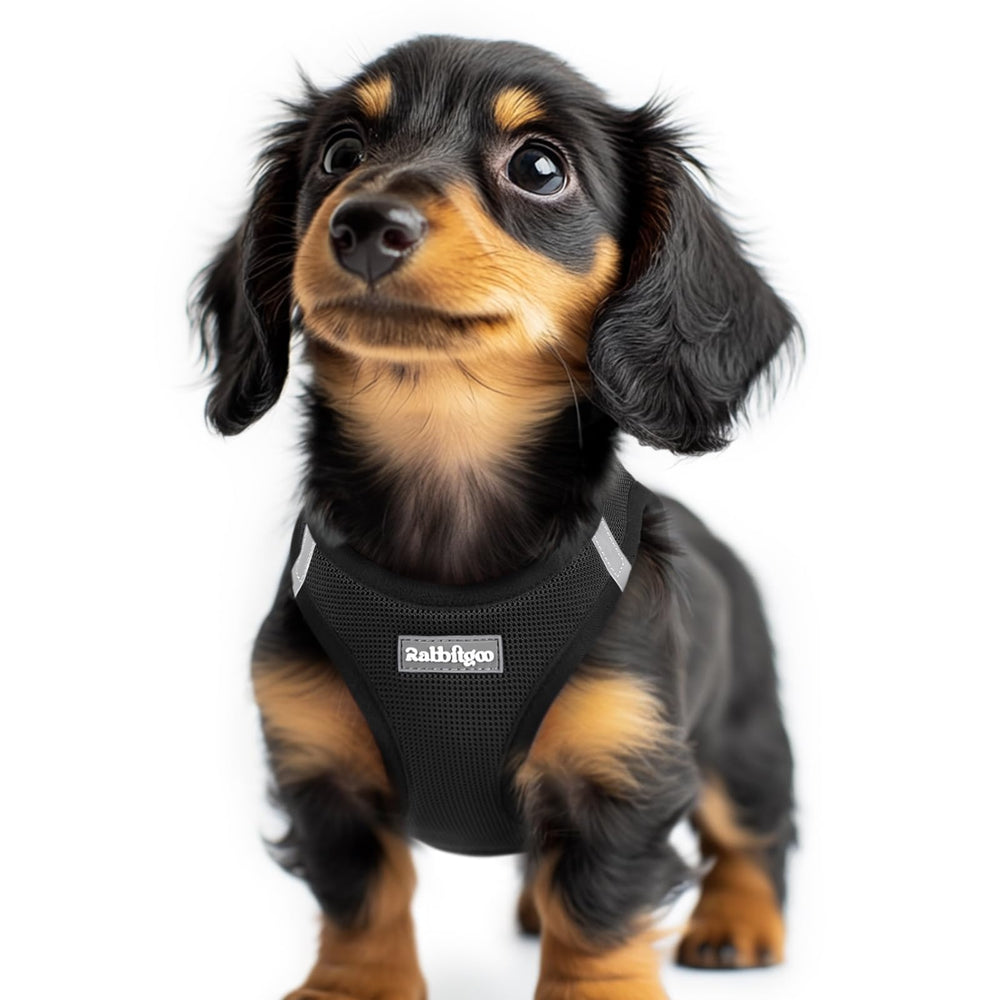 Harnais rabbitgoo XXS pour petit chien avec ouverture simple, mise en place rapide et confortable.