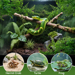 Décor Rainflow: plante suspendue facile à nettoyer pour terrarium