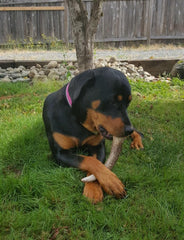 Big Dog Antler Chews ramure wapiti taillée et polie sans arêtes dangereuses