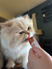 Rena's Recipe Kitty Licks gros plan sur texture crème, appétit du chat très perceptible.