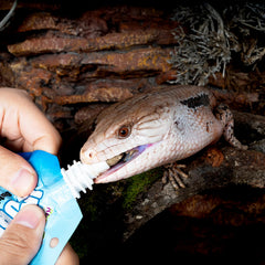 Pâte dubia REPTIZOO FRIENDLY pour reptiles, repas pratique et sûr