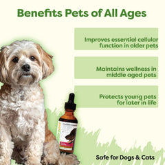 RestoraPet AM Bacon – Doseur pratique facilite l'administration sur la nourriture.