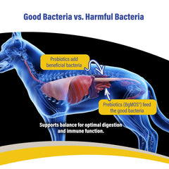 Cultures vivantes dans Doc Roy’s GI Synbiotics pour équilibre digestif