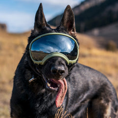 Rex Specs V2 pour chien grand noir vue arrière, cadre robuste résistant à l’usure