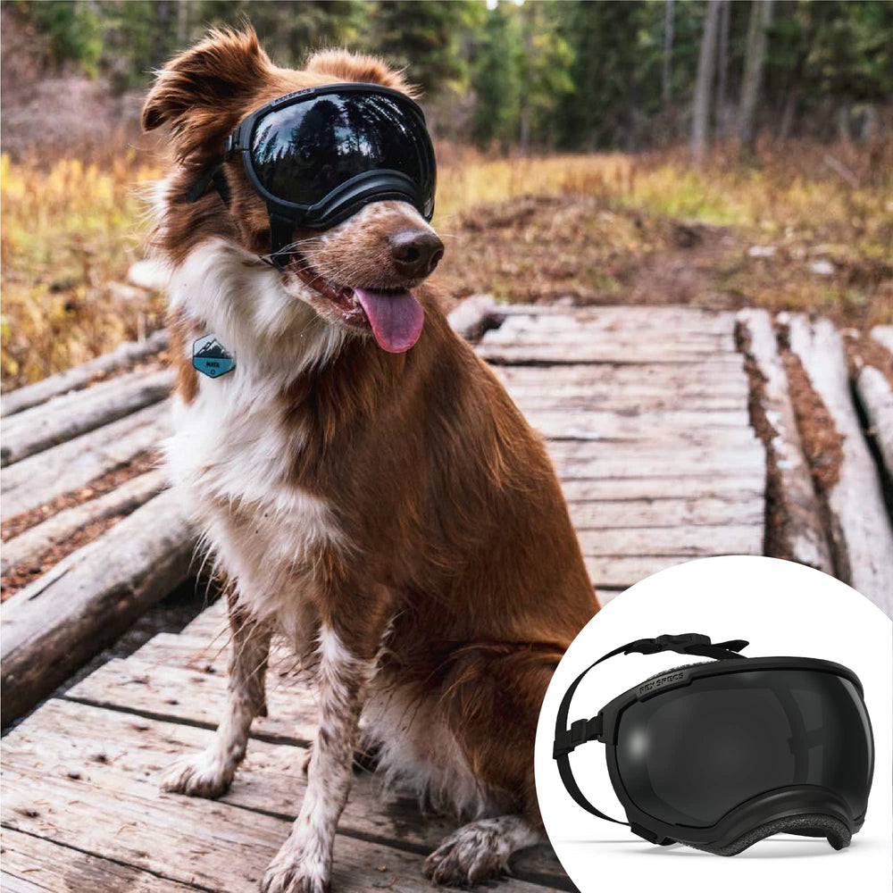 Rex Specs V2 pour chien grand noir face: protection confortable lors des promenades