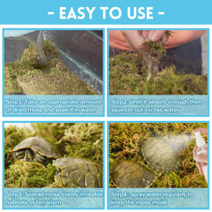 Riare mousse sphagnum soutient un habitat naturel pour reptiles.