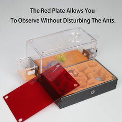 Zone de vie du Nid Formicarium Rimsunta Extra-Large et espace repos