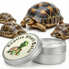 Texture crème douce de Ropto Balm, facile à masser sur la coquille.