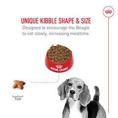 Fibres exclusives aidant la satiété chez le Beagle Royal Canin.