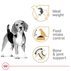 Royal Canin Beagle Adulte et sa mâchoire spécialisée pour une prise lente.