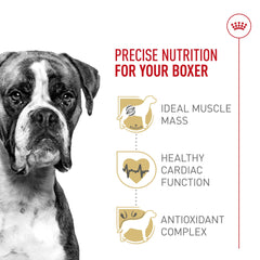 Chien Boxer adulte en train de manger les croquettes ROYAL CANIN