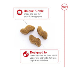 Croquettes Royal Canin Bulldog chiot optimisées pour la mastication
