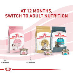 Chaton mangeant Royal Canin Kitten Loaf en Sauce, repas humide.