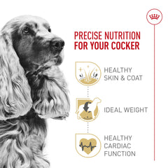 ROYAL CANIN Cocker Spaniel Adulte EPA et DHA, soutien peau et poil.