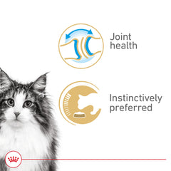 Royal Canin Aging – complexe HealthyAge7 soutenant la vitalité des chats seniors.