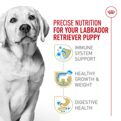 ROYAL CANIN Labrador chiot calcium et phosphore pour les os et les articulations.