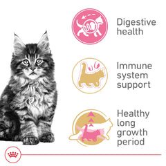 Royal Canin Maine Coon Kitten – soutien des os et articulations pendant la croissance