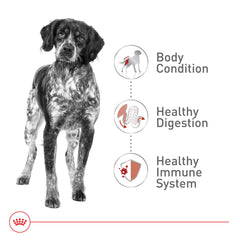 Royal Canin nutrition précise facilitant l absorption avec protéines digestes et fibres.
