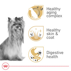 Royal Canin Yorkshire Terrier 8+ bol d'alimentation prêt à servir.