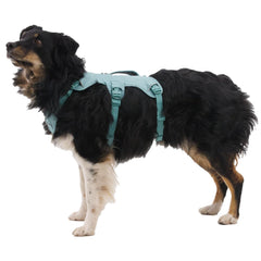 Harnais Ruffwear Web Master soutien du torse et ventre pour port stable.