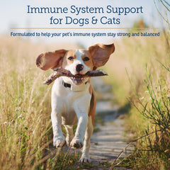 Rx Vitamins CurcuWIN: comprimés masticables faciles à donner pour articulations chiens et chats.