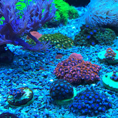 Seachem Reef Dip utilisation: utilisation rapide pour traiter les coraux sans dommage.