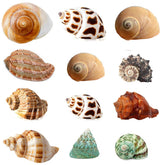 Coquilles SEAJIAYI Hermit Turbo – vue générale des 12 coquilles assorties pour habitat varié