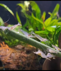Shrimptastic Aquatics Pack Nano Sucette, crevettes cerises en alimentation naturelle.