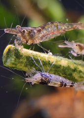 Shrimptastic Aquatics Sucette Nano pour crevettes cerises, utilisation pratique.