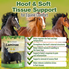 Silver Lining Herbs Laminae Support – doseur pour dosage quotidien du complément.