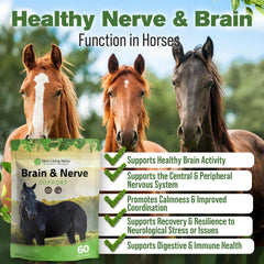 Ingrédients à base d’herbes pour cerveau et nerf du cheval Silver Lining Herbs