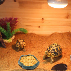 Bol d'eau SLSON, pratique pour hydratation quotidienne des reptiles.