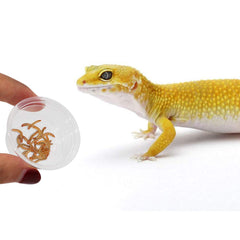 Coupelles Gecko 0,5 oz SLSON faciles à nettoyer et durables