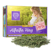 Small Pet Select foin d’alfalfa dans boîte, base nutritionnelle pour jeunes animaux.