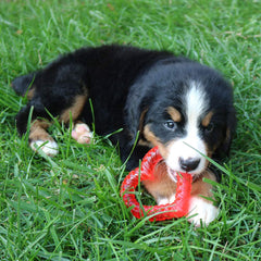 SmartPetLove Snuggle Puppy, texture crêtes massage: stimule les gencives pendant la dentition.