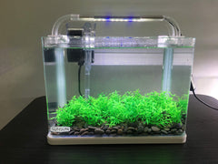 Smoothedo-Pets décoration aquarium mini gazon vert, effet naturel rapide.
