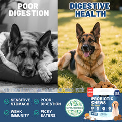 SnazFirst Probiotiques chien - routine journalière pour digestion équilibrée.