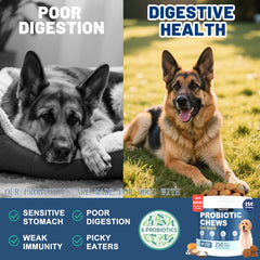 Relief potentiel pour diarrhée et constipation chez le chien