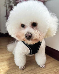 SOLMOONY harnais avec fermeture auto-agrippante évite les poils collés.
