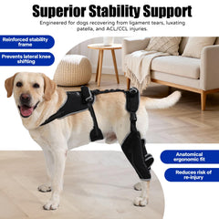 Spajoy orthèse genou chien, stabilisateur avant pour une meilleure position du genou.