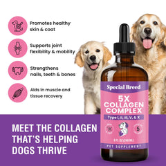 Special Breed collagène pour chien – bouteille visible, pelage brillant.