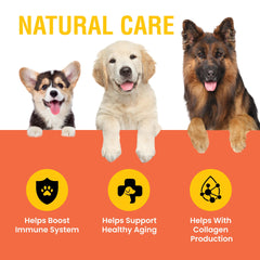 Special Breed Vitamine C pour chien, gout bacon, saveur appréciée lors des repas.