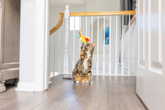 SPOT clip securite rupture : accès sécurisé et jeu sans danger pour votre chat.