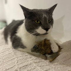 SPOT Souris géante en peluche en action, idéale pour la chasse en intérieur.