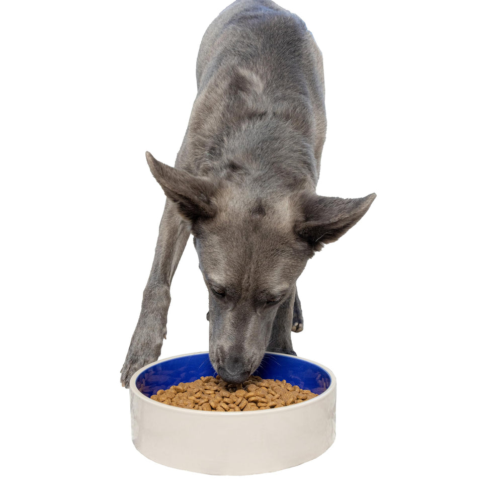 Bol SPOT Standard Crock Dish antiderapant, stabilité renforcée pour repas sans renversement.