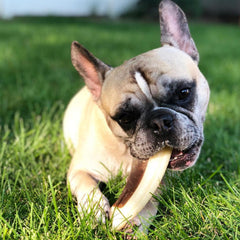 Spunky Pup Snack & Chew Antler Toy – massage gencives: stimule les gencives pendant le jeu.